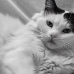 Black and White Ragdoll Cat Guide