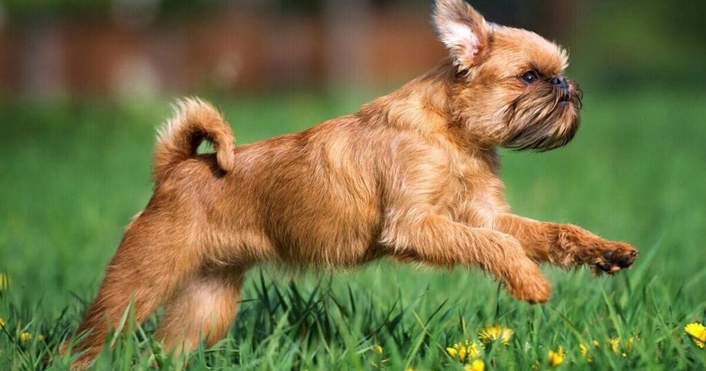 Brussels Griffon