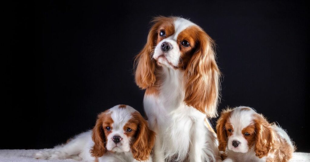 Cavalier King Charles Spaniel