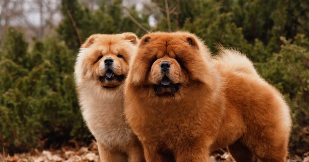 Chow Chow 