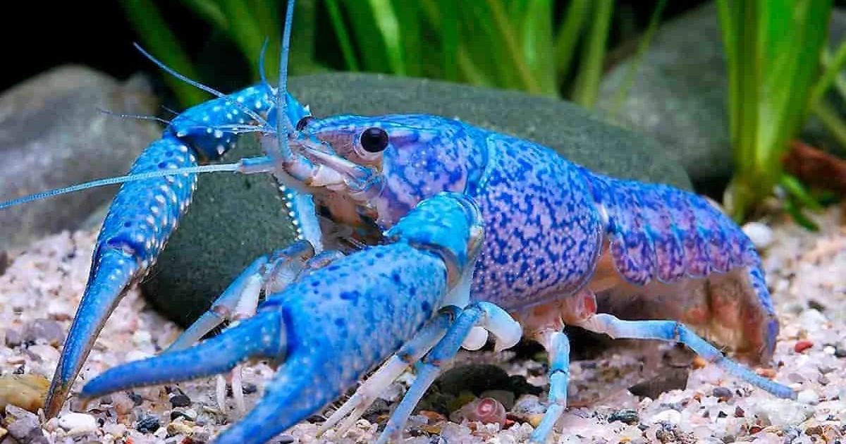 Crayfish Care