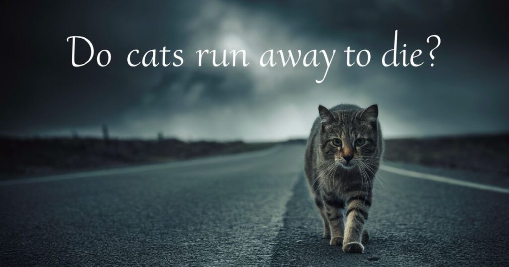 Do Cats Run Away to Die?