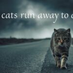 Do Cats Run Away to Die?