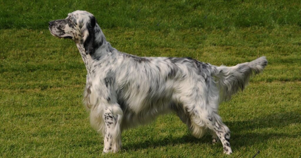  English Setter