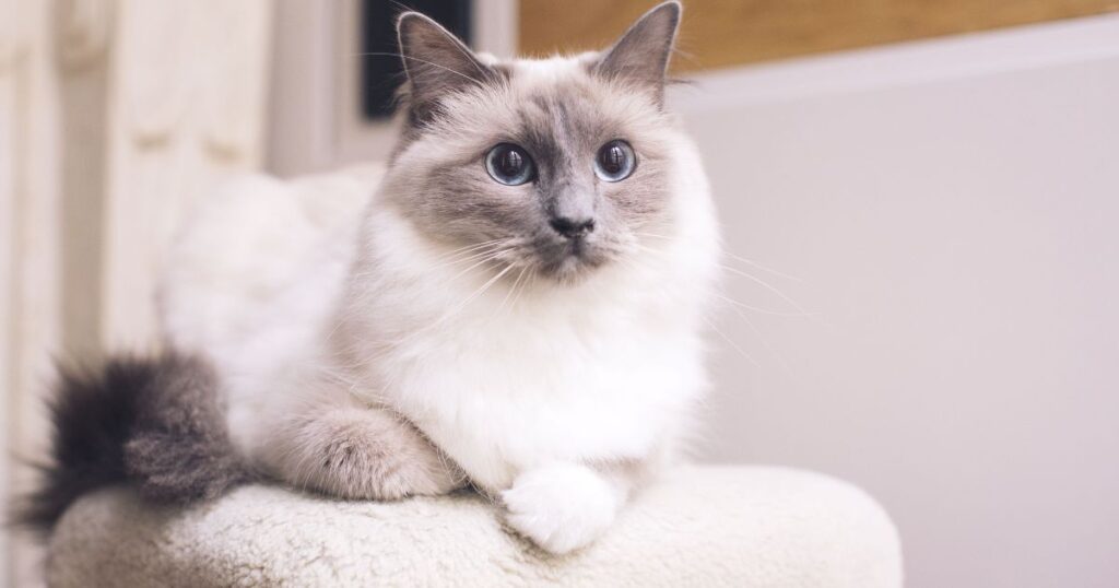 Female Ragdoll Cat Names