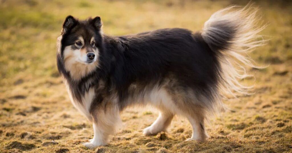 Finnish Lapphund
