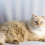 Flame Point Ragdoll Cats: