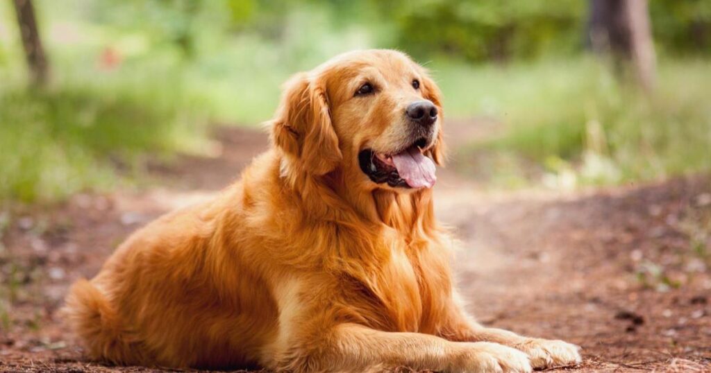  Golden Retriever