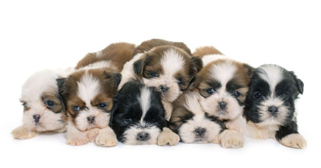 How Many Puppies Does a Shih Tzu Have?