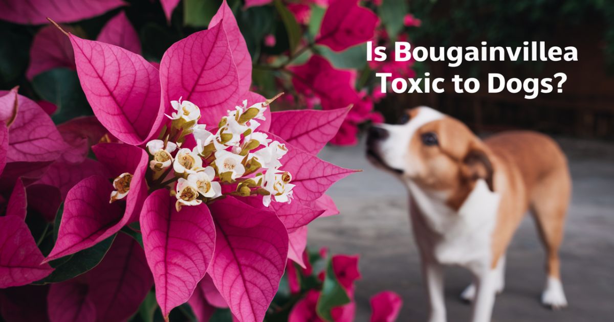 Is Bougainvillea Toxic to Dogs?