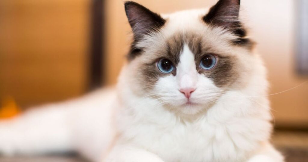 Male Ragdoll Cat Names