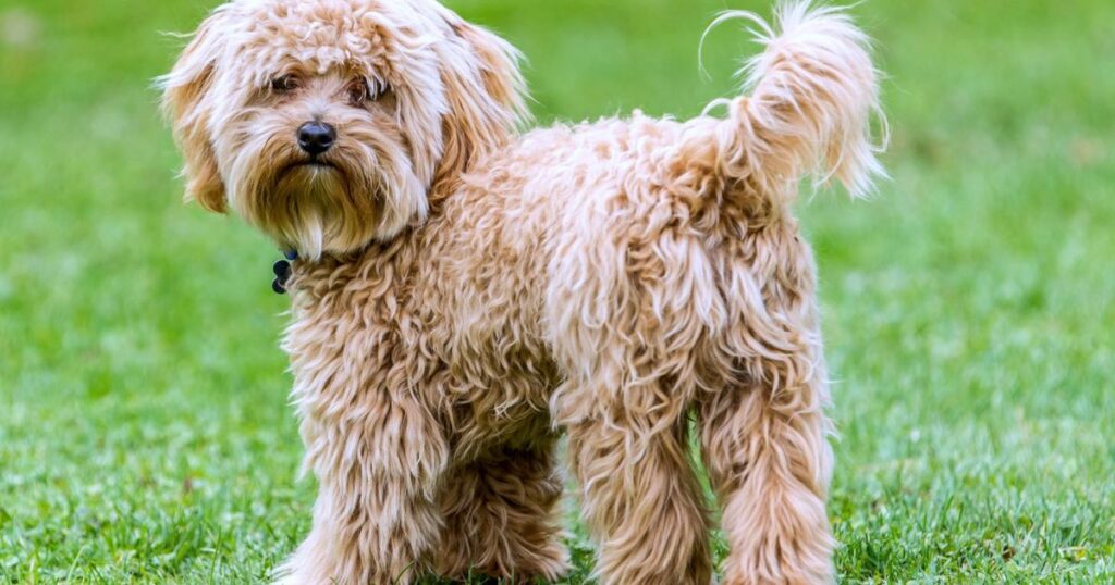 Mini Cavoodle or Cavapoo