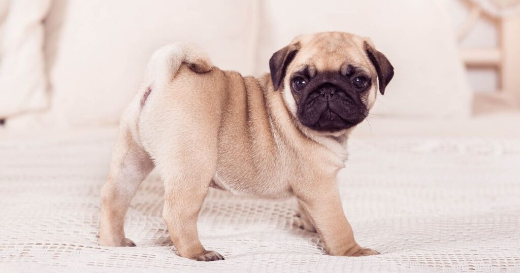 Mini Pug