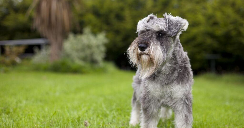 Miniature Schnauzer