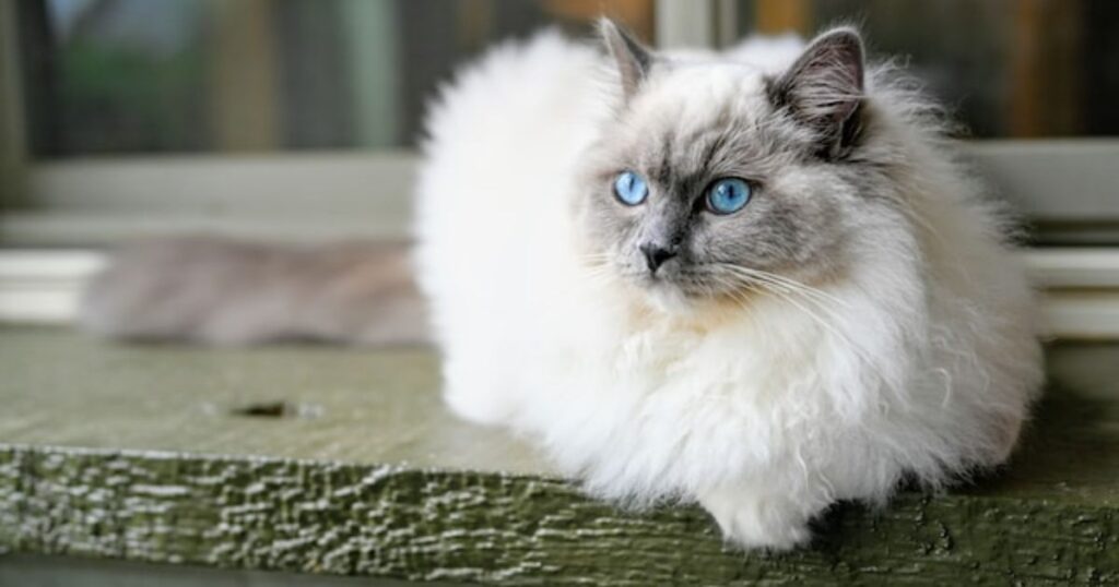 More Cute Names for Ragdoll Cats