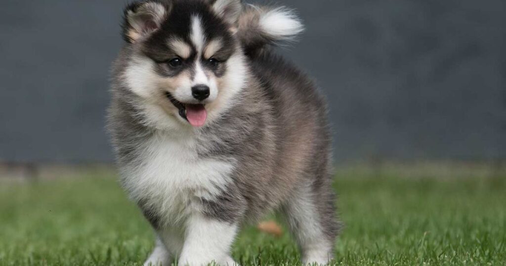 Pomsky