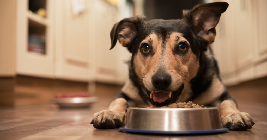 Possible environmental reasons your dog isn't eating or drinking