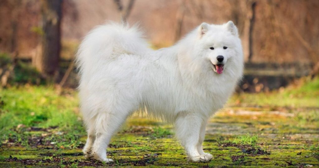 Samoyed