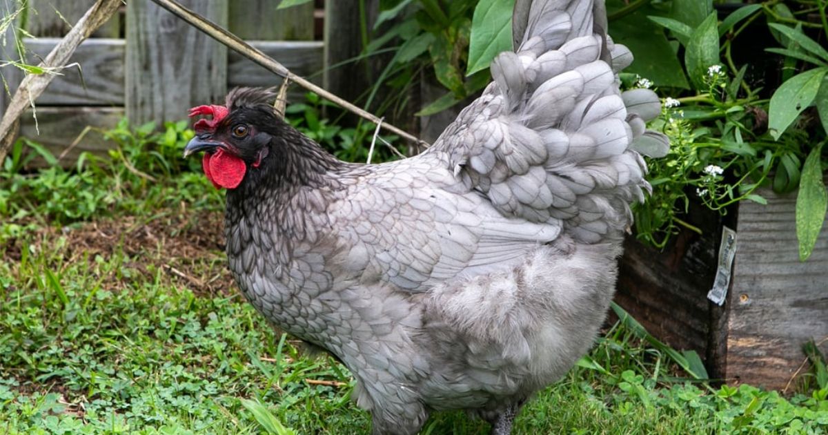 Sapphire Olive Egger Chicken Breed Guide