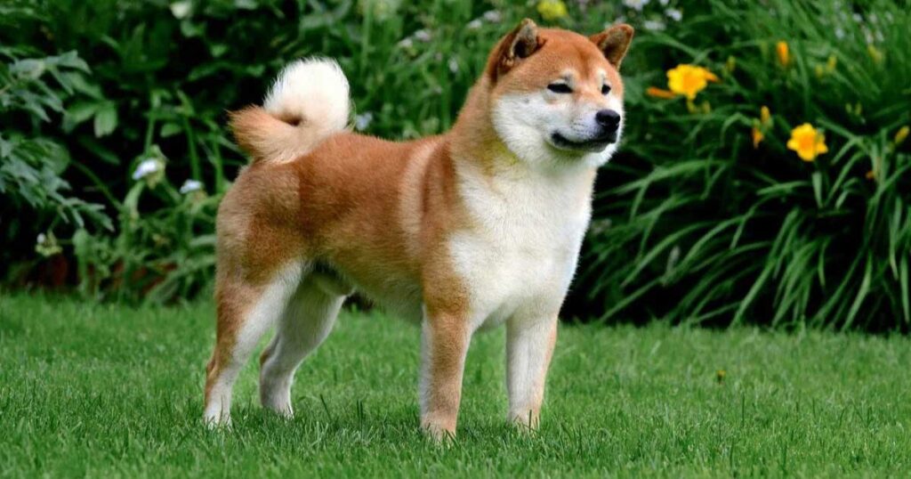 Shiba Inu