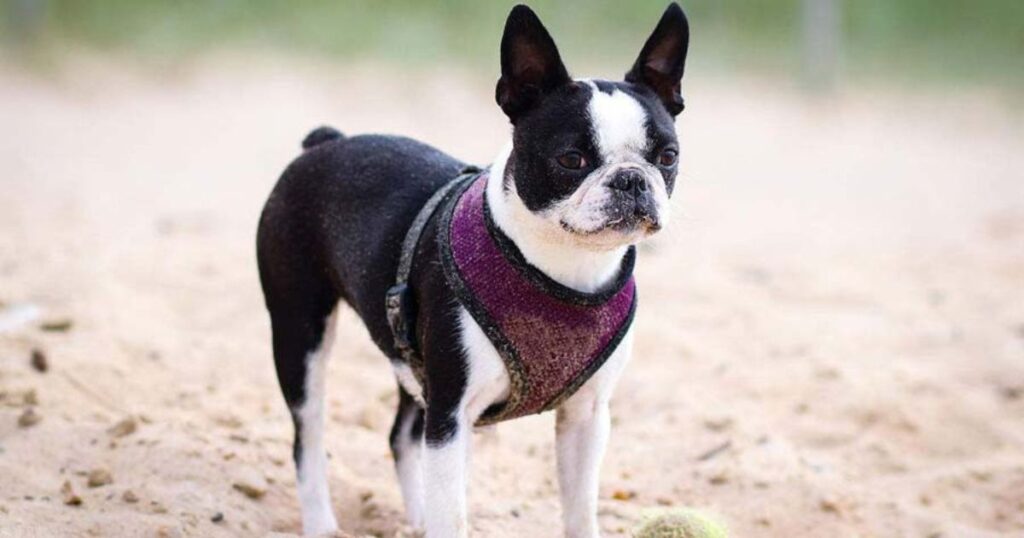  Teacup Boston Terrier