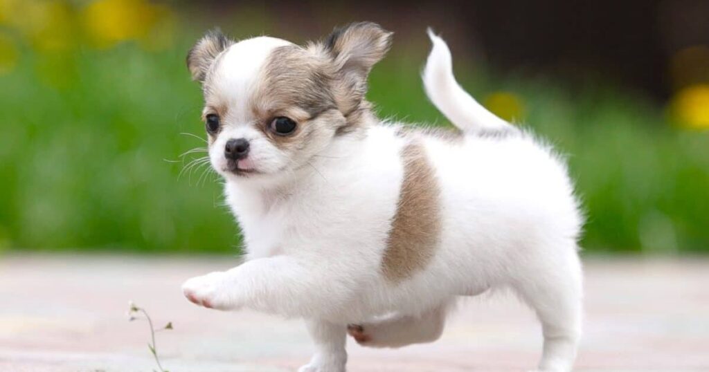 Teacup Chihuahua