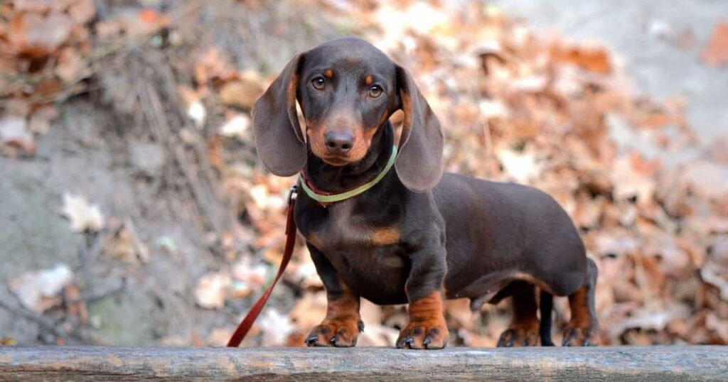  Teacup Dachshund