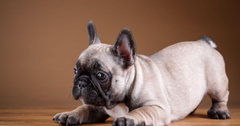 Teacup French Bulldog