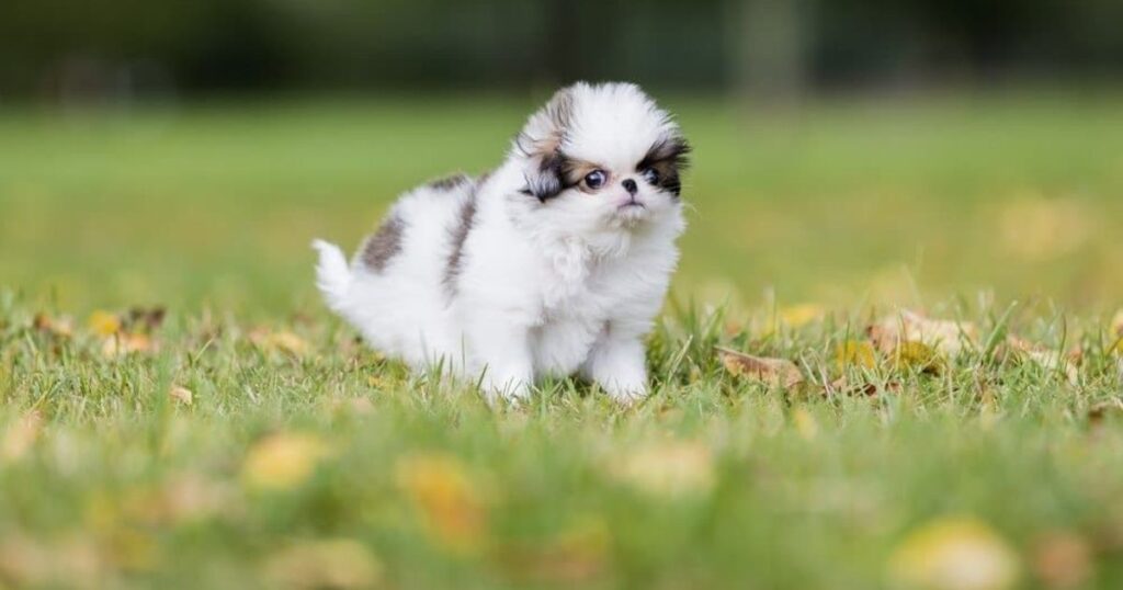 Teacup Japanese Chin