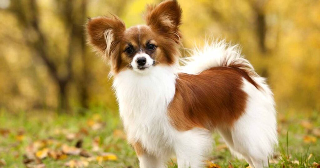  Teacup Papillon