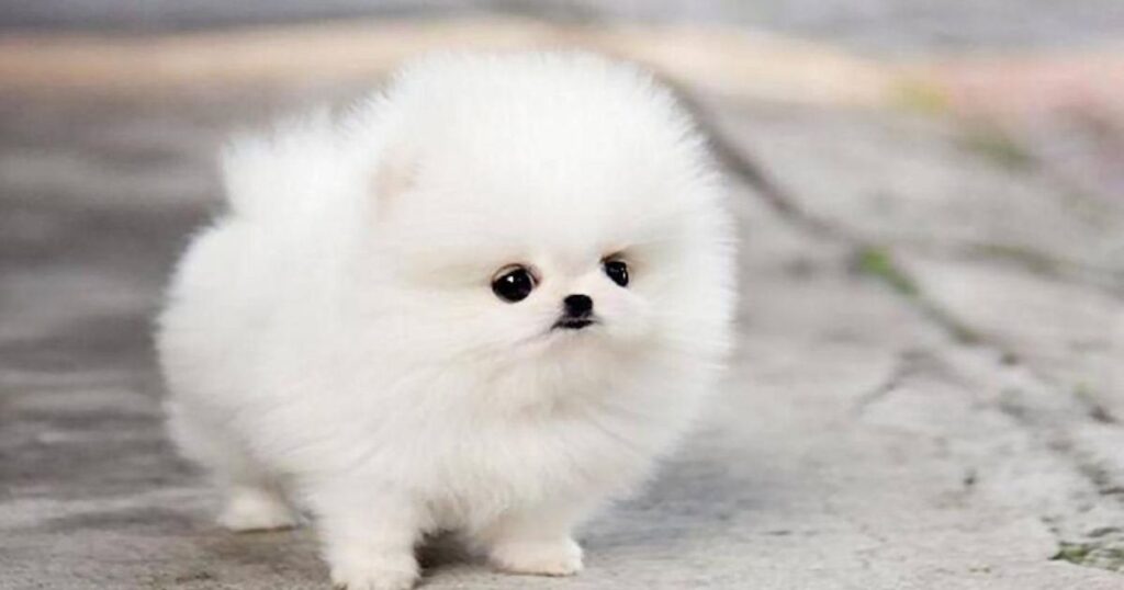 Teacup Pomeranian