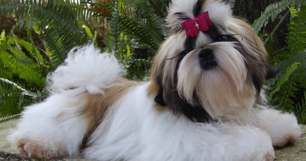 Teacup Shih Tzu