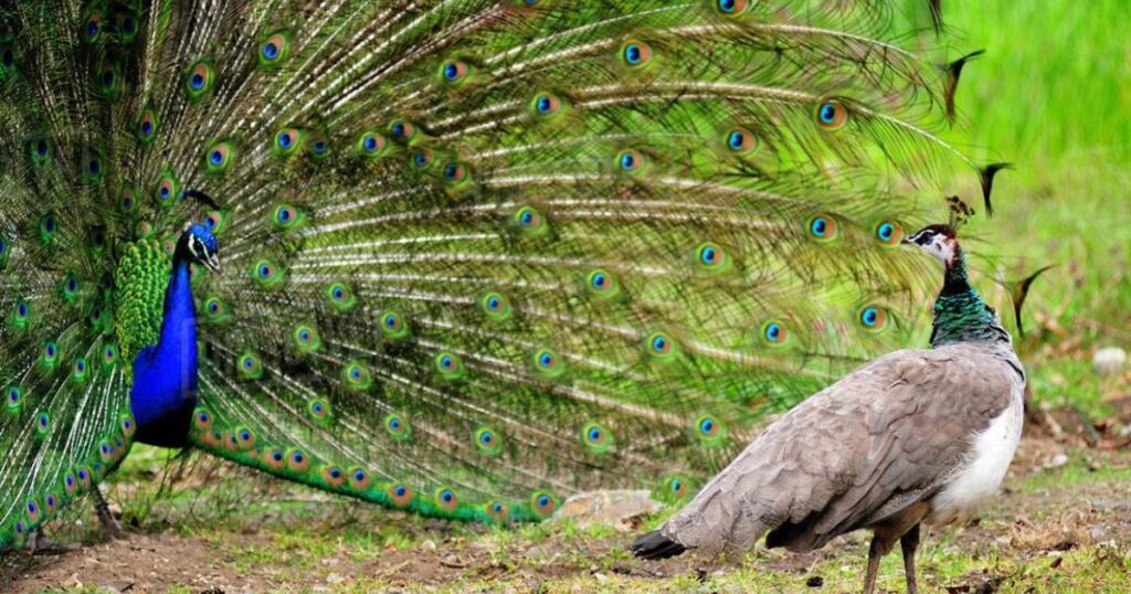 The Role of Peacock Calls in Human Culture and History