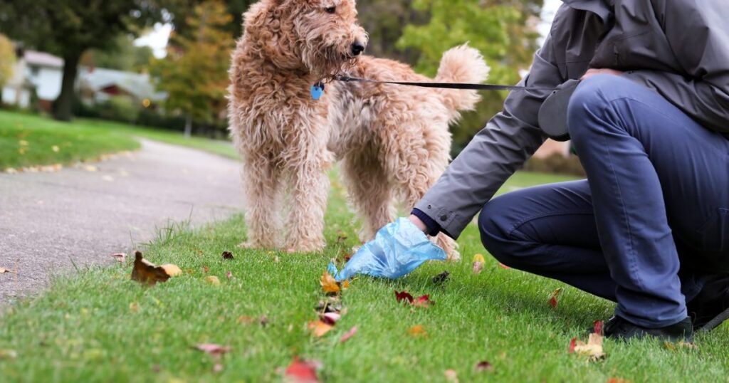 The Ultimate Guide To Dog Poop: