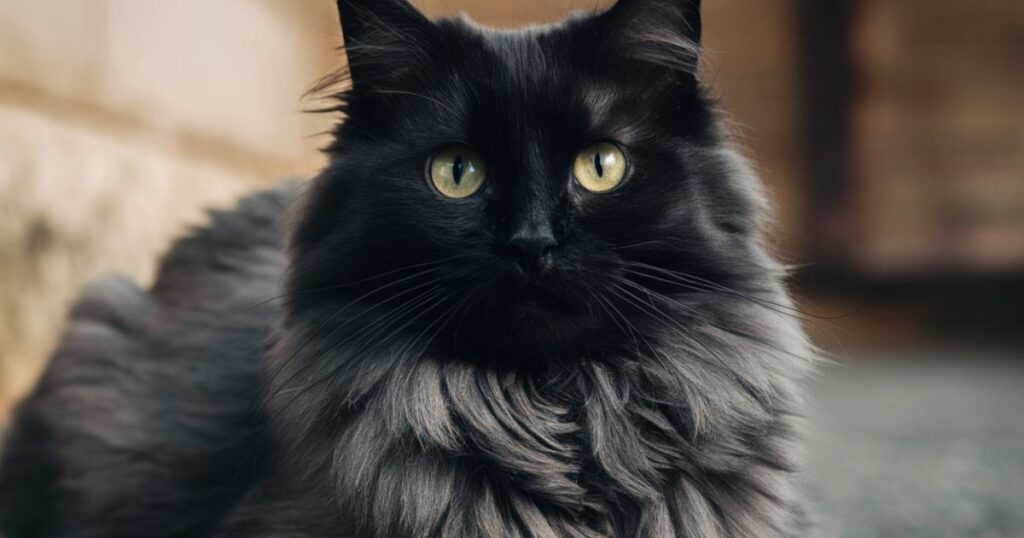 Top 10 Black Ragdoll Cat Names