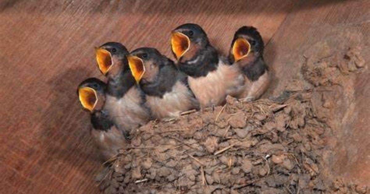 What Are Baby Birds Called?