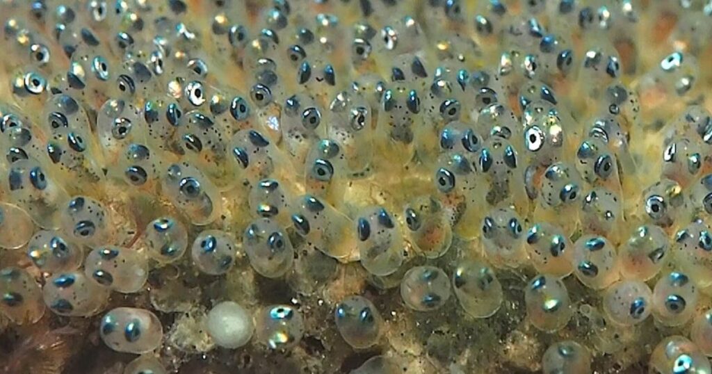 What Do Betta Fish Eggs Look Like?