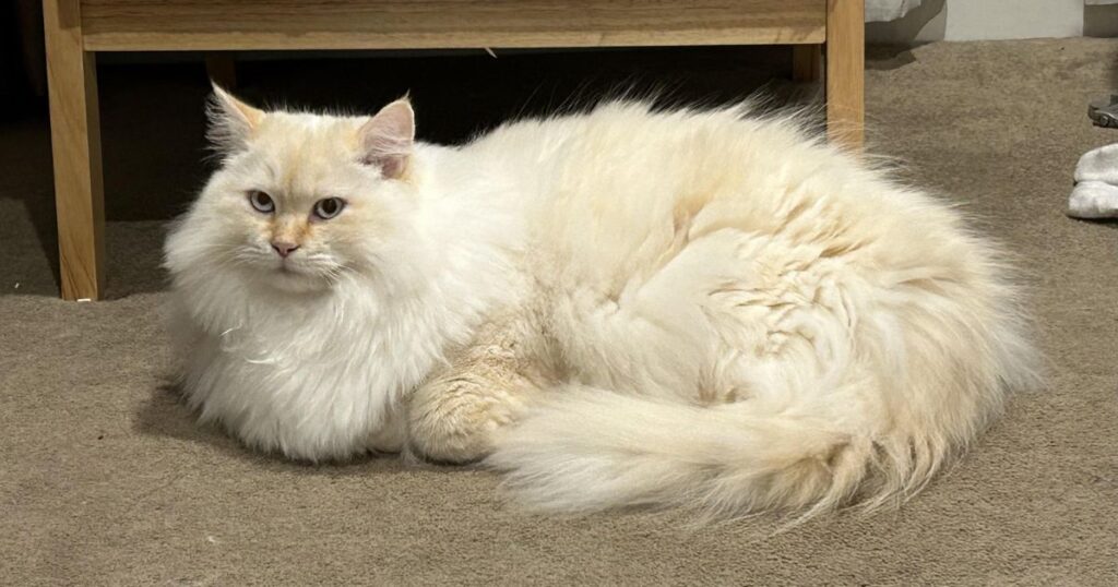 What Is a Flame Point Ragdoll?