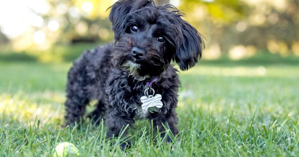 Yorkiepoo