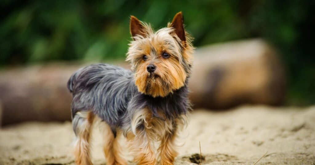 Yorkshire Terrier