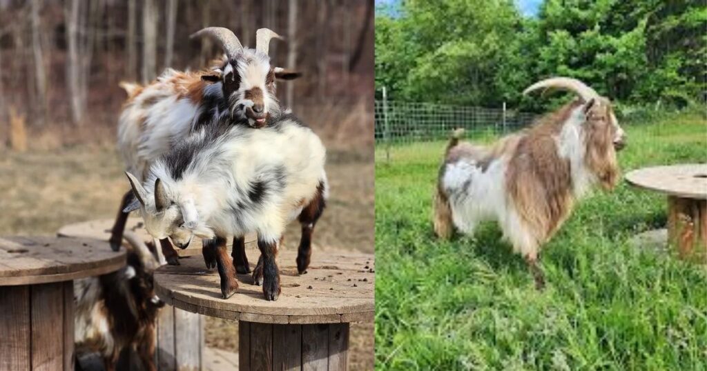 29 Inexpensive Goat Toys for Enrichment and Entertainment 