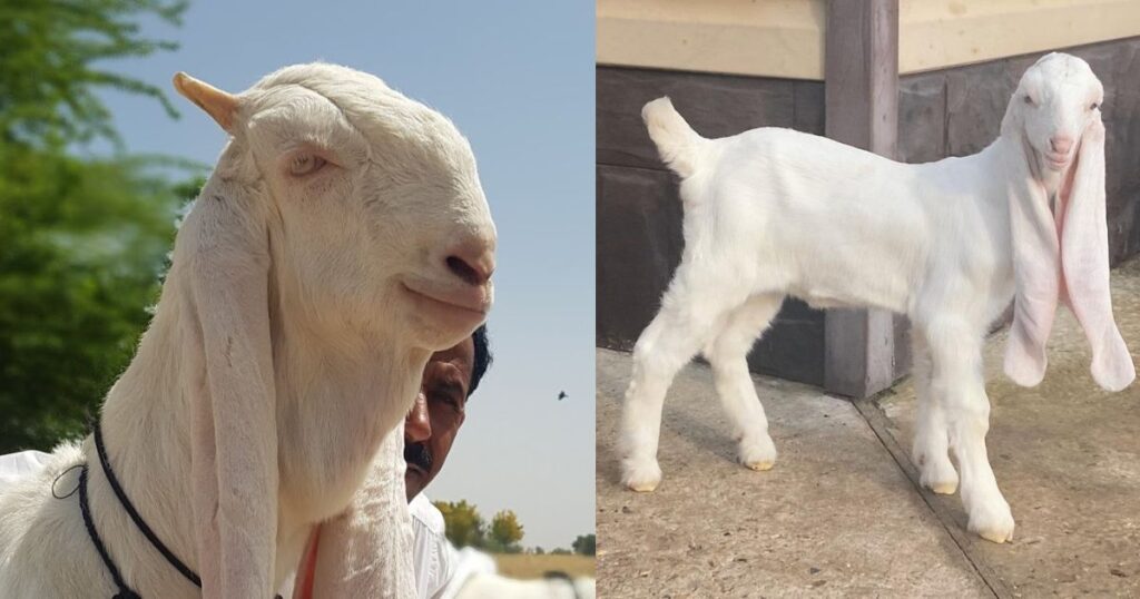 Gulabi Goats