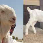 Gulabi Goats