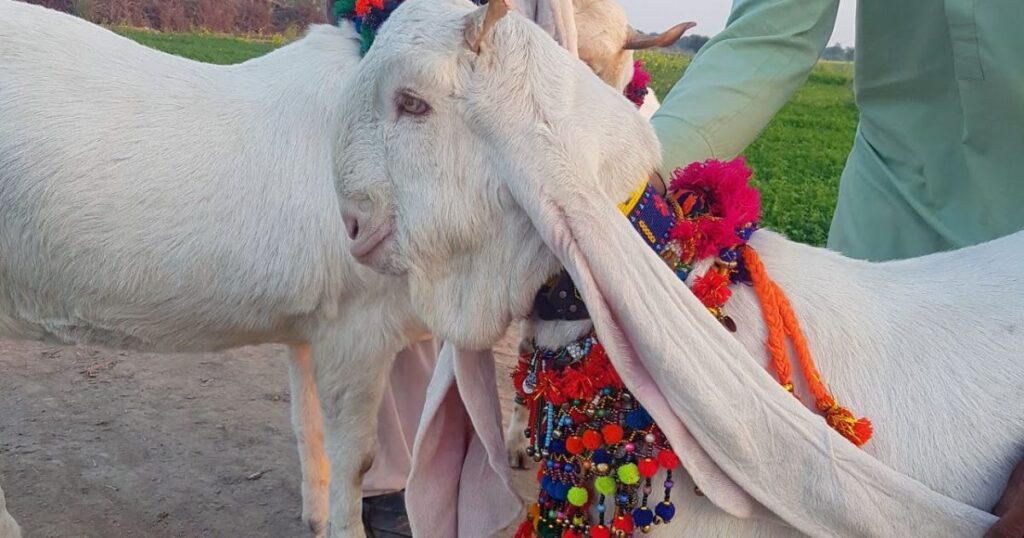 How much do Gulabi Pateri goats cost?