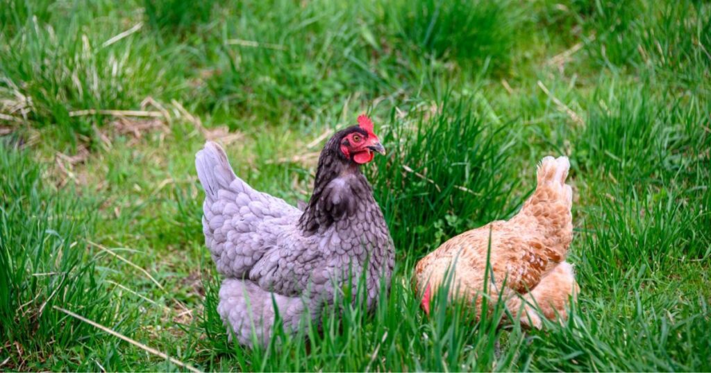  Importance Of Keeping Chickens Out of the Garden
