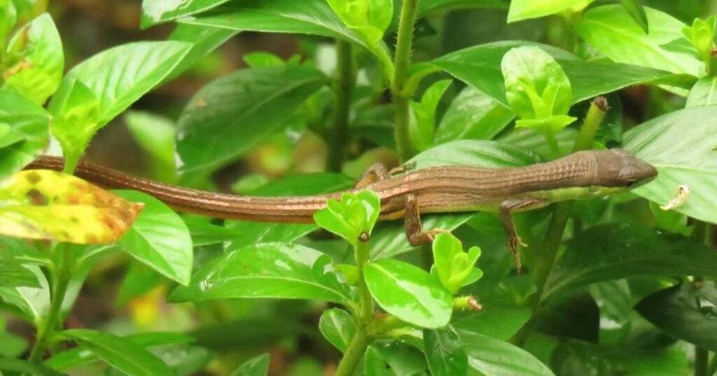 Importance of Knowing How Long Garden Lizards Live