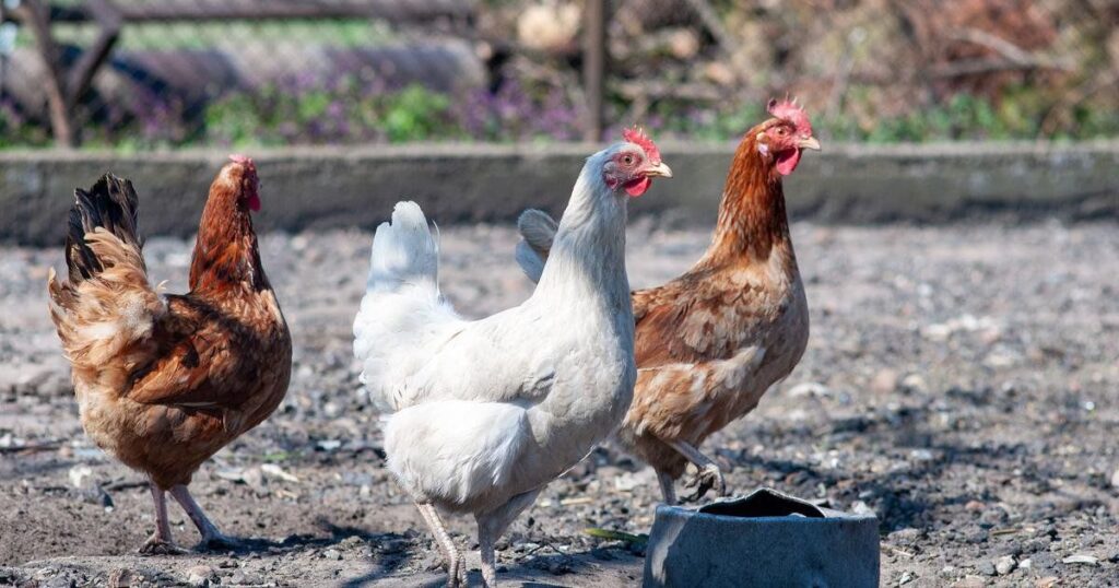 Methods For Keeping Chickens Out of The Garden