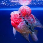 Most Beautiful Types of Flowerhorn Cichlids in 2024