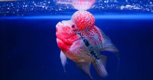 Most Beautiful Types of Flowerhorn Cichlids in 2024