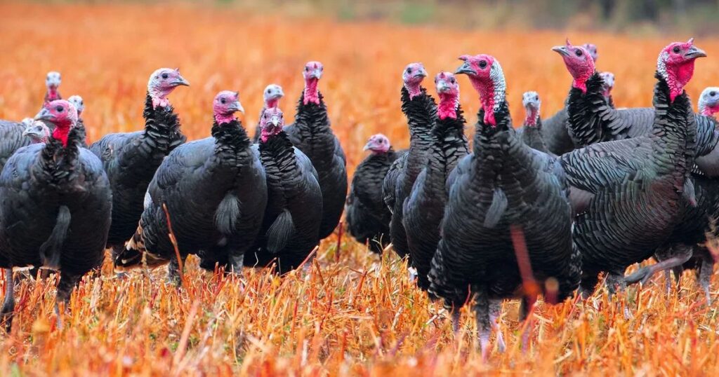 Other terms for a group of Turkeys
